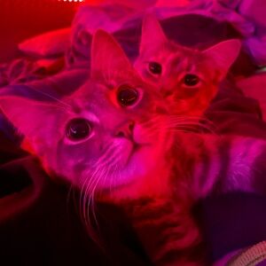 Meet your Posher, Phoenix